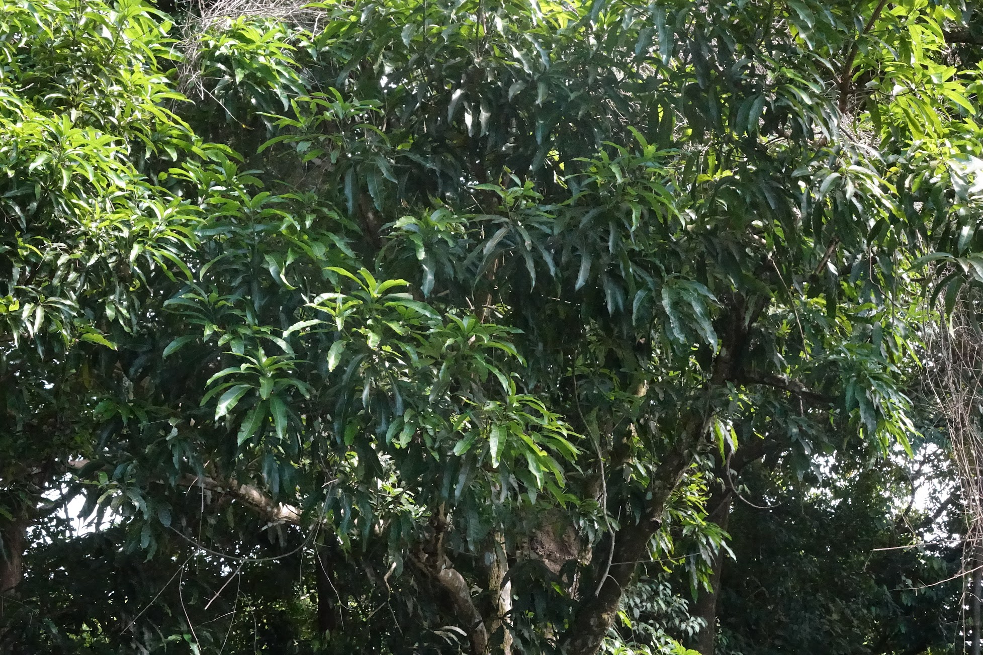 Mango Leaves