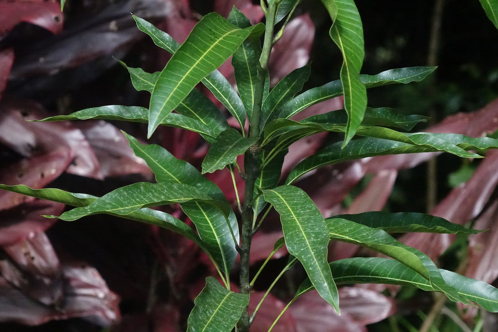 Mango Seedling