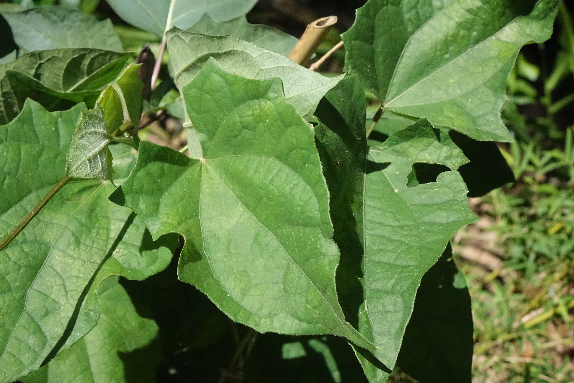 Monte Passiflora