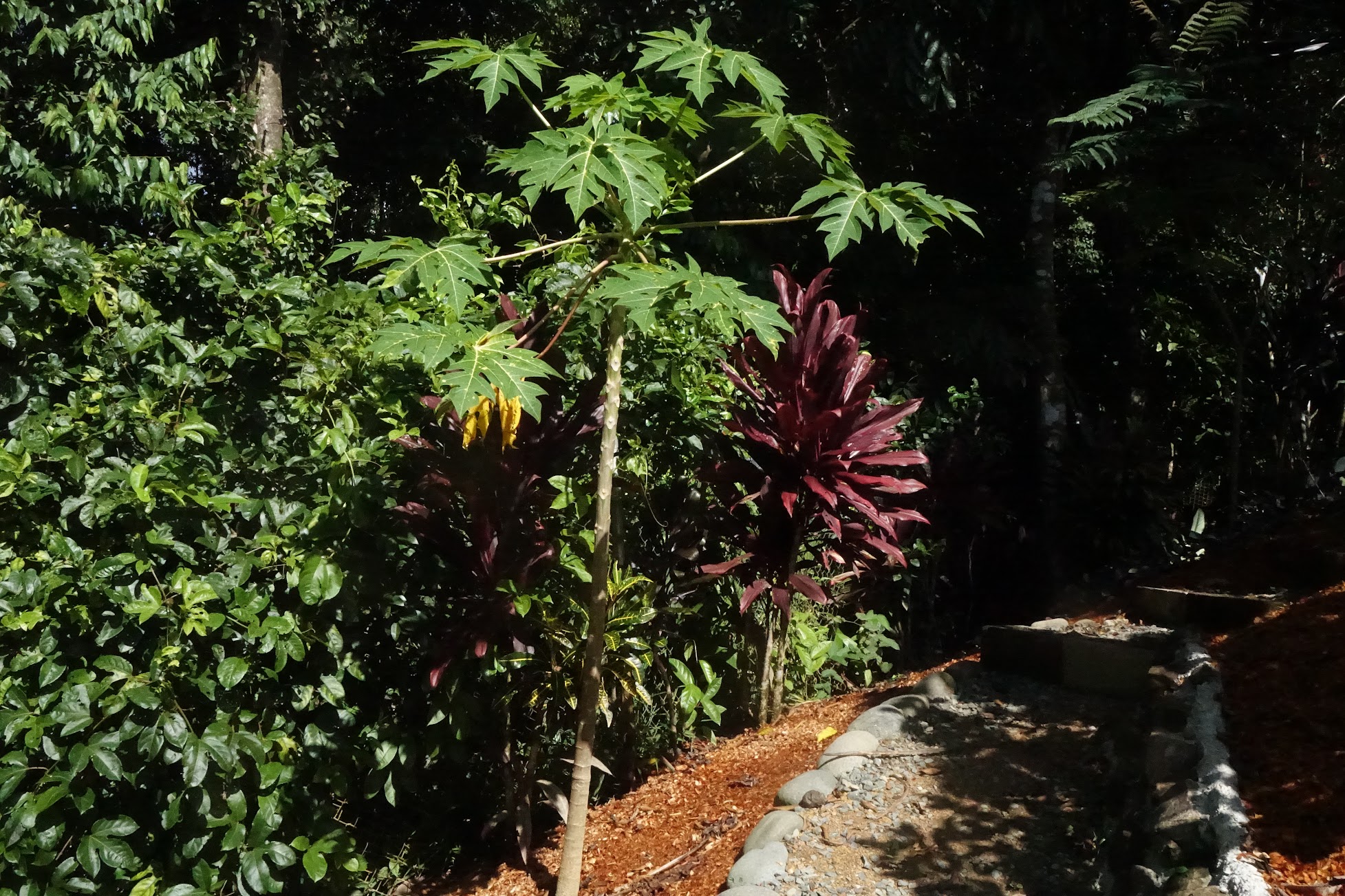 Male papaya