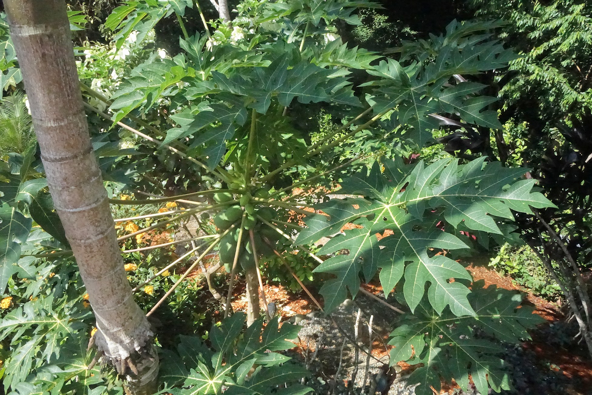 Female papaya