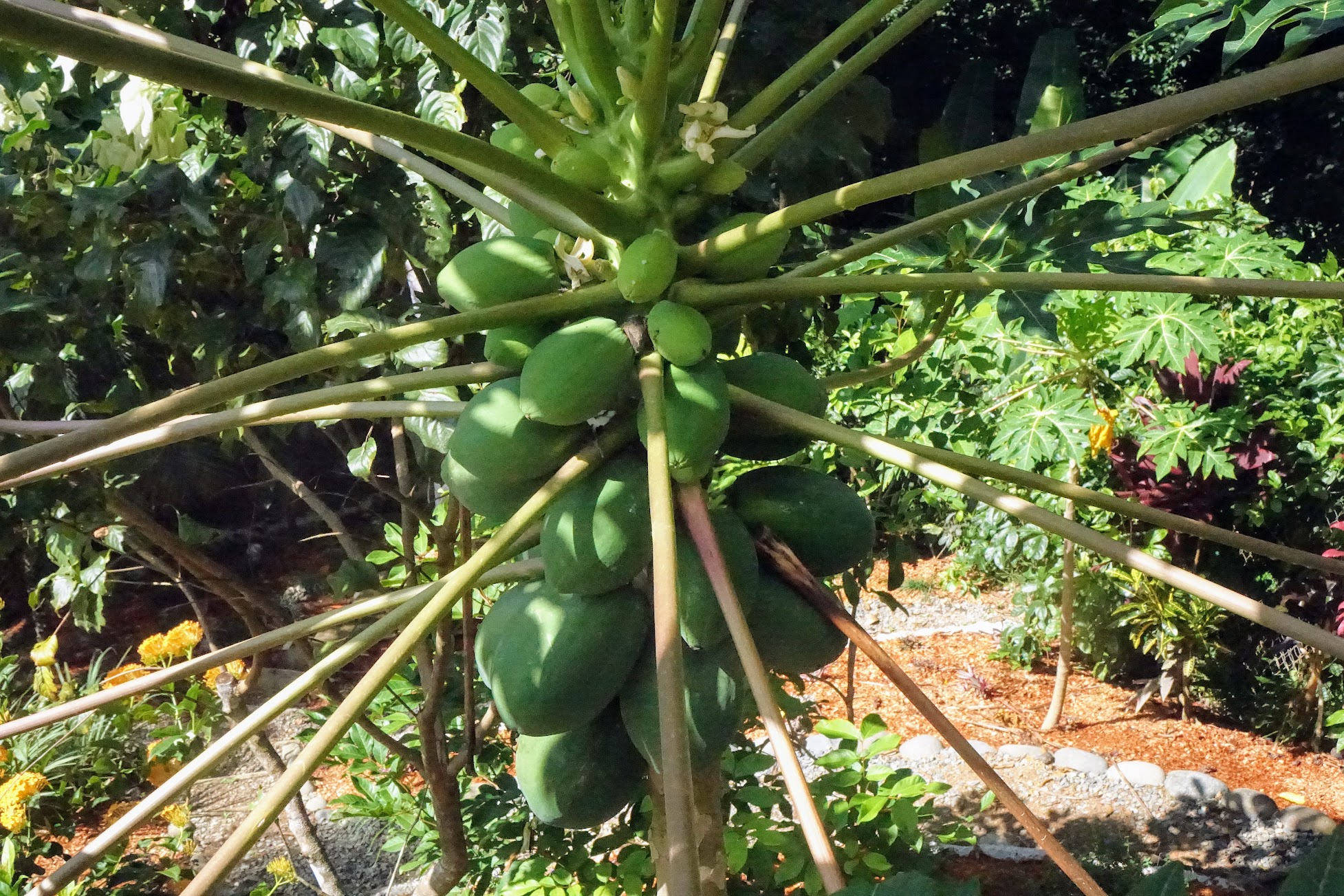 Female papaya