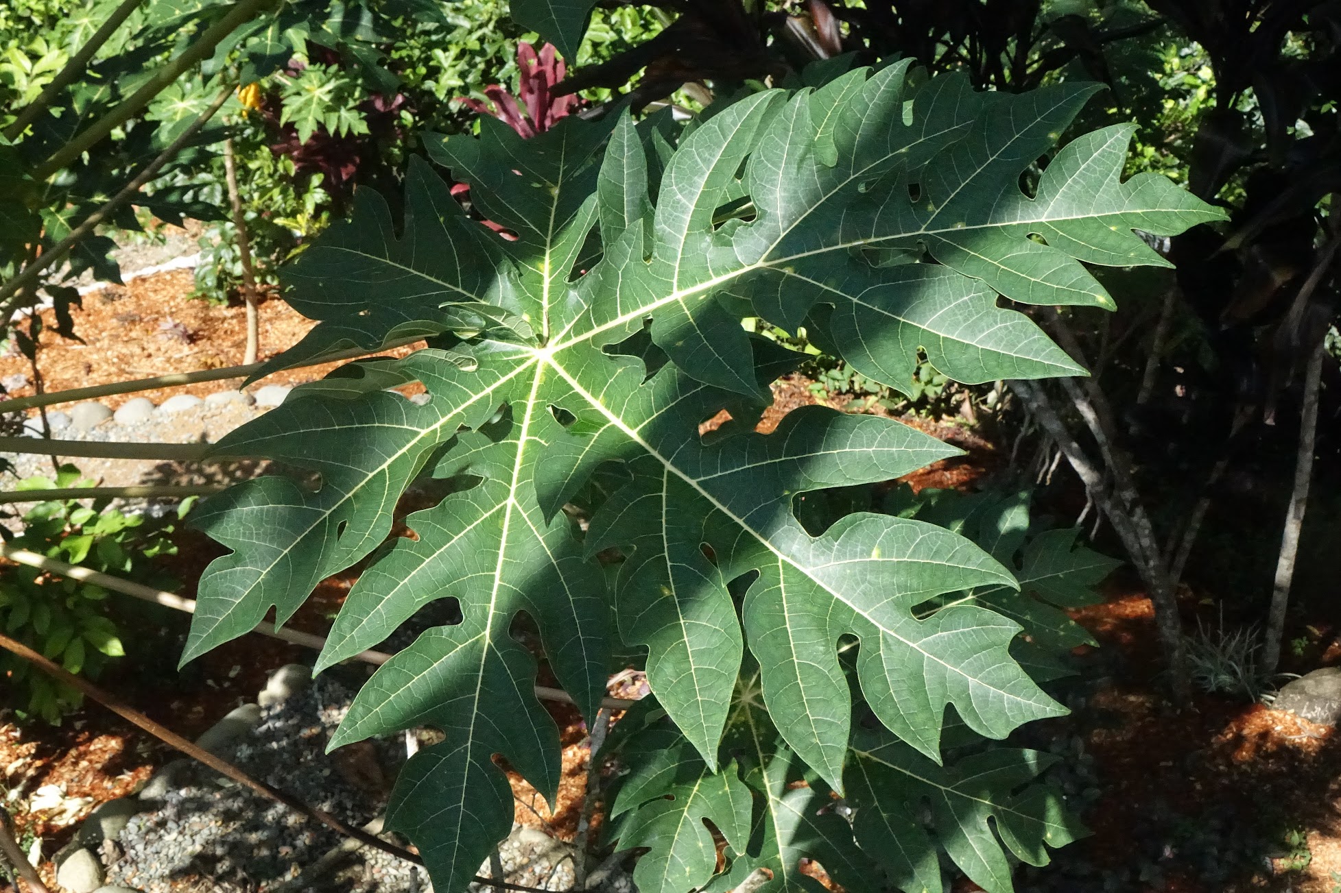 Female papaya