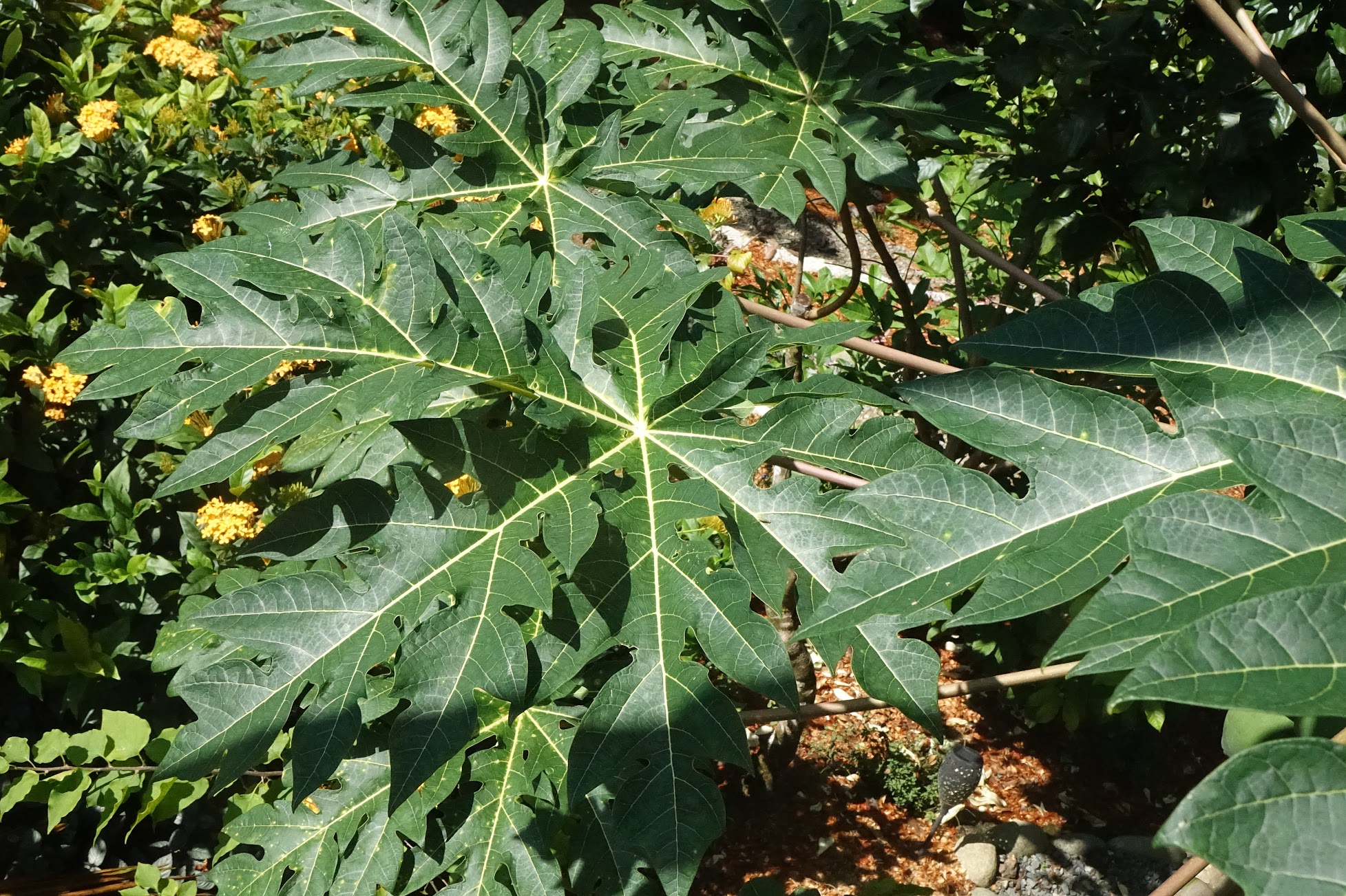 Female papaya