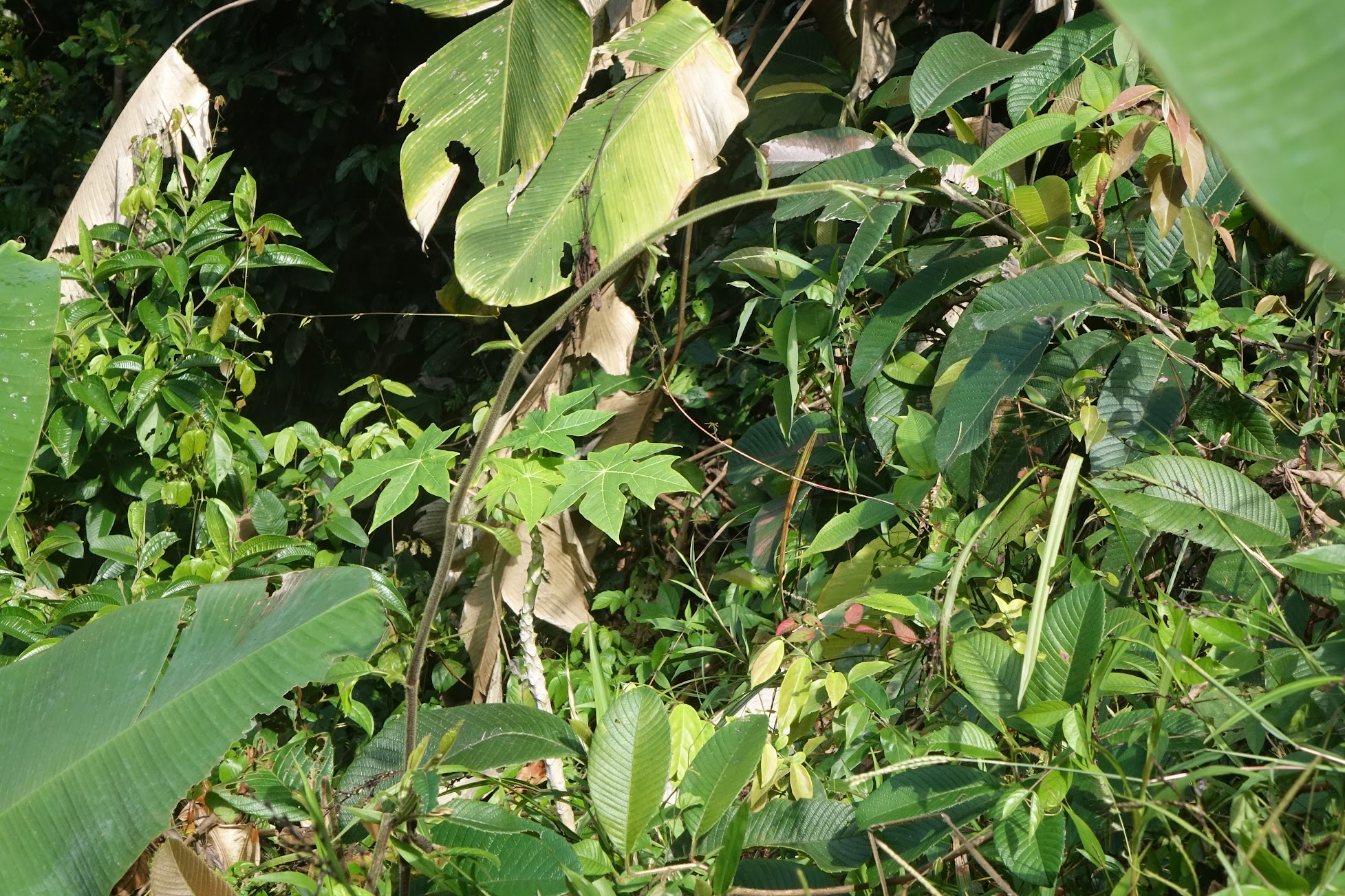 Transplanted papaya