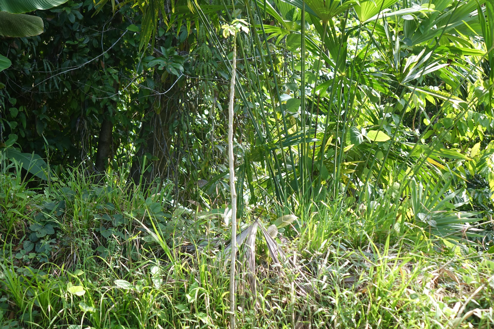 Transplanted papaya